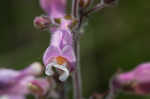 Eustis Lake beardtongue